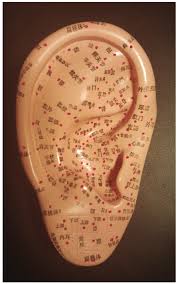 location of different ear acupuncture points in traditional