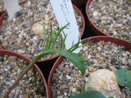 Image result for Eriospermum