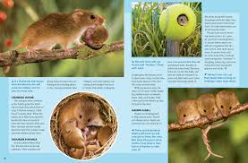 Most field mice do not survive to their second year. Harvest Mice Nwf Ranger Rick