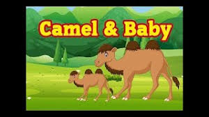 In the beginning of years, when the world was so new and all, and the animals were just beginning to work for man, there was a camel. The Camel And The Baby Moral Story Herunterladen