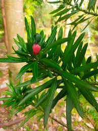 Image result for Podocarpaceae