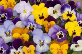 The birds were flying about and twittering with delight, and the flowers were looking up through the green grass and laughing. Are Pansies Annuals Or Perennials What Is The Usual Pansy Lifespan