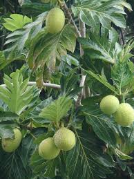 Pin On Frutas