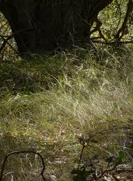 Image result for Agrostis taylorii