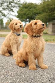 Image result for labradoodle