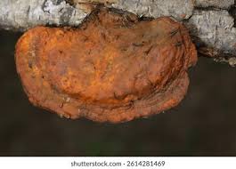 Image result for Pycnobotrya