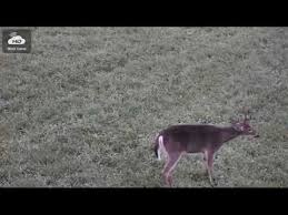 Check spelling or type a new query. Pennsylvania Elk Cam On First Day Of Operation In 2018 Captures Elk And Deer Multiple Bucks Youtube