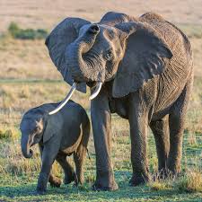 A big appetite to feed our resident elephants, disney's animal kingdom park grows its own willow and banana plants, as well as a special elephant grass hungry pachyderms consume at a rate of 1,000 pounds (454 kg) a day. Both Of Africa S Elephant Species Are Now Endangered