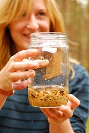 Firwood Cottage, Nethybridge: Waxcaps & waxwings