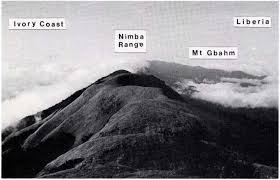 Image result for Nephrangis filiformis