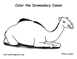 Includes images of baby animals, flowers, rain showers, and more. Camel Dromedary Coloring Page