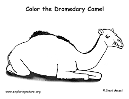 Kids find coloring pages on camels a joyride too. Camel Dromedary Coloring Page