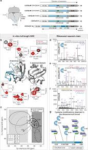 Methionine Sulfoxide - An Overview | Sciencedirect Topics