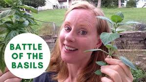 S106 Salmon Holy Basil Stir fry#Tasty#Delicious# easy recipe# Aromatic holy  basil leaves#