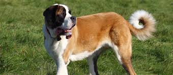 Look at pictures of st. St Bernard Puppies For Sale Under 500 Off 70 Www Usushimd Com