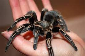 We did not find results for: Costa Rican Zebra Tarantula A Seemanni Tarantula Pet Tarantula Spider Pictures