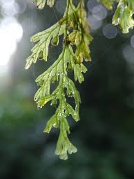 Image result for Crepidomanes inopinatum