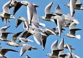 نتیجه جستجوی لغت [flock] در گوگل