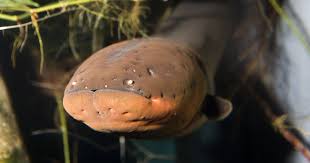 Image result for Chionodes electellus