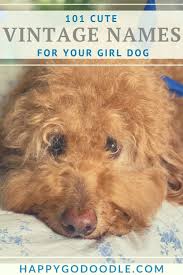 101 Old Fashioned Dog Names For Girl Puppy Cuteness In 2020 Girl Dog Names Cute Girl Dog Names Girl Dog Names Unique