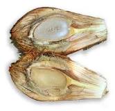 Nipa / SASA / Nipa fruticans Wurmb./ NIPA PALM : Philippine ...