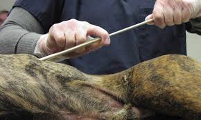 Image result for Chest Tube