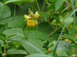 Image result for Vigna reticulata