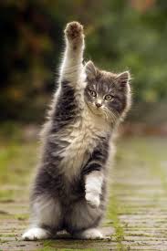raise your hand... | Filhotes, Gatos, Gatinhos