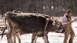 Oxen Basics Plus Yoke Making