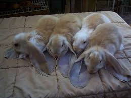 28 English Lop Bunnies For Sale In Houston Tx English Lop English Lop Rabbit Cute Bunny