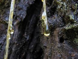The steps to remove tree sap from your car are likewise very simple: 7 Easy Ways To Remove Sap From Your Car