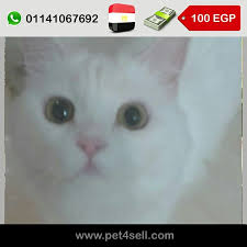 مصر القليوبية قطط شيراز مون فيس بنات اللون ابيض العمر سنه الاكل الدراي فود او الاكل البيتي pet4sell cats animals omar