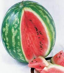 Watermelons don't continue ripening after they are picked, so harvest time is important. Icebox Watermelon Bonnie Plants