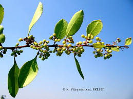 Image result for Gymnosporia pubescens