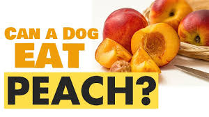 Puppies enjoy a refreshing treat like peaches, too. Can A Dog Eat Peaches Golden Retriever Love