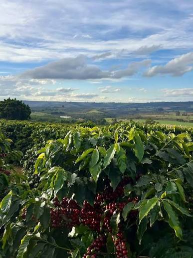 2026 Harvest Forecast: What Buyers Need to Know
