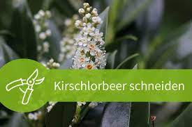 Beim schneiden von lorbeer brauchen sie nicht besonders vorsichtig vorgehen. Anleitung Kirschlorbeer Schneiden In 4 Schritten Zum Erfolg