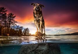 We also love to photograph your beautiful pets in our studio located in west cleveland. Dog Breath Photography