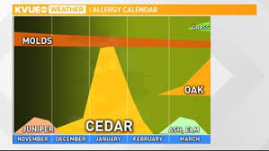 Cedar Season Has Officially Started In Central Texas Kvue Com