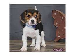 Keagan is about a year and a half old in this picture. Beagle Puppies Petland Carriage Place