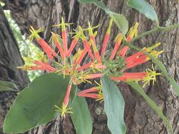 Image result for Loranthaceae