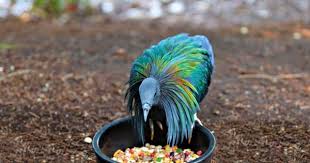حمام نيكوبار اندر و اجمل انواع الحمام حول العالم كل ماتود معرفته طيور العرب outdoor outdoor decor bird bath