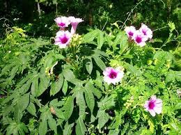 Image result for Ipomoea mauritiana