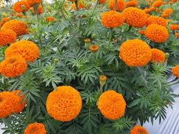 Image result for Tagetes erecta