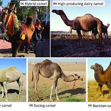 The camel is special to arabs. Camel Types A Camel Hybrid F1 Bactrian Camel 9 Dromedary Used For Download Scientific Diagram