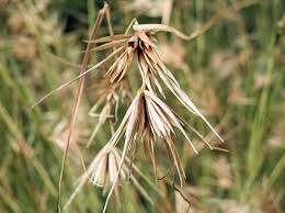 Image result for Themeda triandra