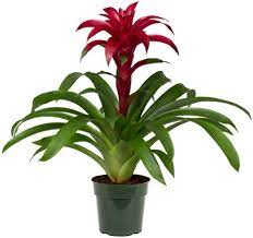 Wittmackii 'red ' × g. Amazon Com American Plant Exchange Bromeliad Guzmania Growers Pick Live Plant 6 Pot Assorted Colors Pink Red Purple Yellow Orange Garden Outdoor