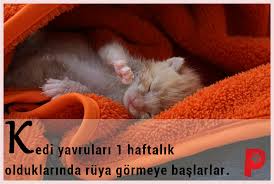 Kediler Ne Zaman Ruya Gormeye Baslar Kediyavrusu Kedisever Patiaski Hayvansever Yavru Kediler Kedi Kedi Kopek