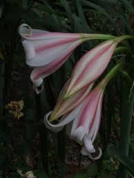 Image result for Crinum lugardiae