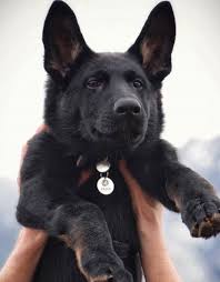 Black German Shepherd Puppy German Shepherd Dogs Shepherd Puppies Gsd Puppies